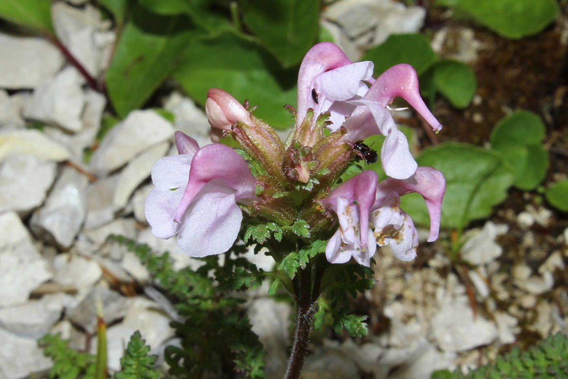 Pedicularis da determinare